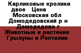 Карликовые кролики двое › Цена ­ 1 500 - Московская обл., Домодедовский р-н, Домодедово г. Животные и растения » Грызуны и Рептилии   